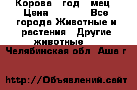 Корова 1 год 4 мец › Цена ­ 27 000 - Все города Животные и растения » Другие животные   . Челябинская обл.,Аша г.